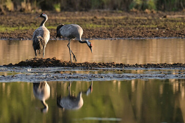 Cranes, the most beautiful birds in the world