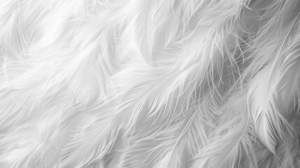 Close-up of white feathers creating a soft, delicate texture.
