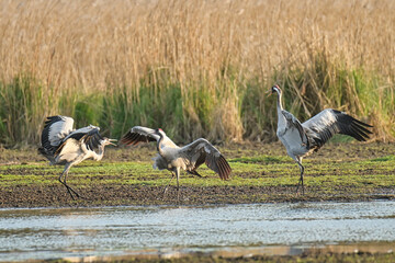 Cranes, the most beautiful birds in the world