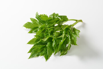 あしたば　白背景