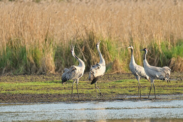 Obraz premium Cranes, the most beautiful birds in the world