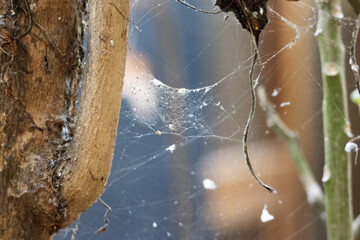 spiders web and dew hanging between tree trunks with dead leaves isolated on a natural background