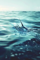 A sailfish swimming in the ocean. Suitable for marine life concepts