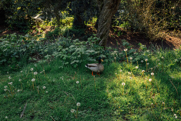 mallard duck in the park on grass with dandelions on sunny spring day