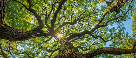 panoramic view of the canopy of an ancient oak tree in south carolina, wide angle, green leaves, intricate details, beautiful
