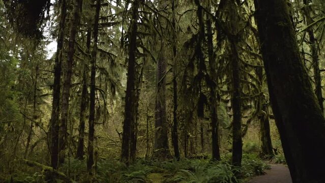 Mossy Bigleaf Maple Trees Along The Hall of Mosses Trail Within The Hoh Rainforest, Washington, USA. - pan left shot