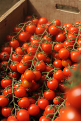 Italy Sicily Pachino tomatoes are the most famous variety of tomatoes in Italy