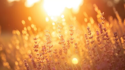 Golden dawn in the lavender meadow: The sun breaks over the horizon, casting a golden light over...