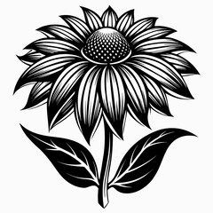 Echinacea silhouette. Black Echinacea vector illustration isolated on a white background 