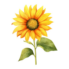 Fototapeta premium Sunflower Isolated Detailed Watercolor Hand Drawn Painting Illustration
