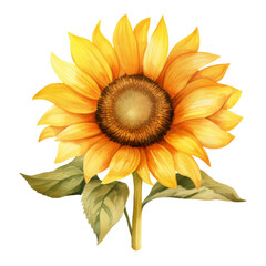 Sunflower Isolated Detailed Watercolor Hand Drawn Painting Illustration