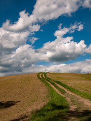 Fototapeta premium Italia, Toscana, provincia di Siena, Pienza. La campagna della Val d'Orcia.