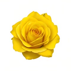 Noisette yellow rose flower isolated on white background
