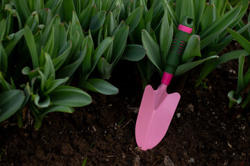 A small pink hand-held garden shovel is stuck into the ground against a backdrop of wild garlic...