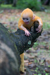 close up of Juvenile Silvery Lutung aka Trachypithecus Cristatus with beautiful silver hair on the big branch