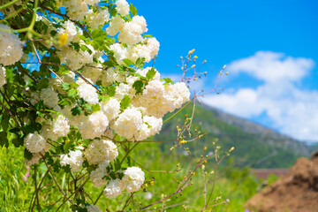 White large inflorescences of flowers Viburnum Buldenezh, Snow globe plant against the background of  sky and mountains