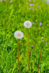 Dandelion on a background of green grass