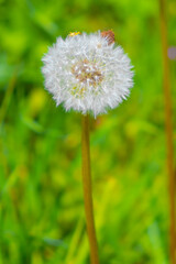 Dandelion on a background of green grass