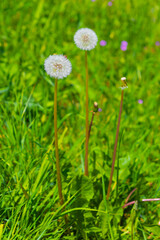 Dandelion on a background of green grass