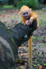 close up of Juvenile Silvery Lutung aka Trachypithecus Cristatus with beautiful silver hair on the big branch