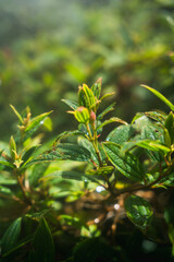 green leaves in the forest