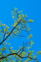 Tree branches in the blue sky, like Van Gogh