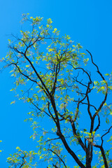Tree branches in the blue sky, like Van Gogh