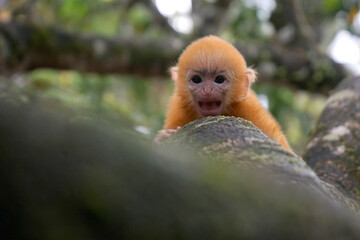 close up of Juvenile Silvery Lutung aka Trachypithecus Cristatus with beautiful silver hair on the big branch