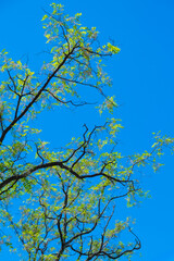 Tree branches in the blue sky, like Van Gogh