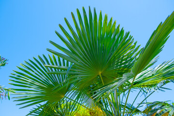 palm tree leaves against the background of blue sky