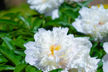 Peony flowers in the garden