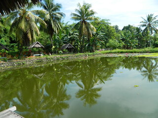 Image of a water pond with lotus plants above it. The pool has a beautiful view with shadows of objects and plants on the water