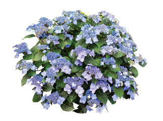 Hydrangea, ortensia, pianta