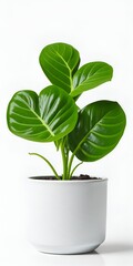 Plant in white pot isolated in white background