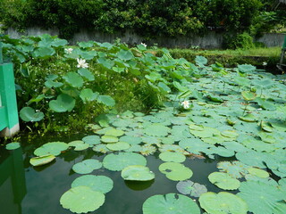 Image of a water pond with lotus plants above it. The pool has a beautiful view with shadows of objects and plants on the water