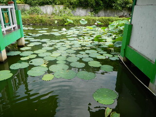 Image of a water pond with lotus plants above it. The pool has a beautiful view with shadows of objects and plants on the water