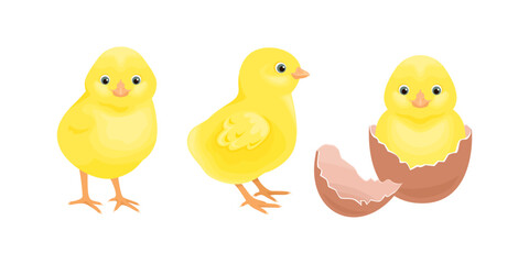 Yellow baby chicken. Set of vector cartoon  illustration of cute birds hatched from egg. 