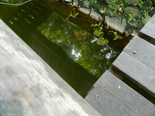 Image of a water pond with lotus plants above it. The pool has a beautiful view with shadows of objects and plants on the water