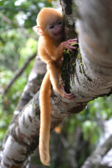 Fototapeta premium close up of Juvenile Silvery Lutung aka Trachypithecus Cristatus with beautiful silver hair on the big branch