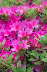 Fototapeta premium pink flowers in the garden