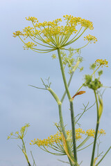 Gewürzpflanze Dill, Anethum graveoleus