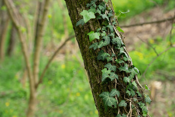 Ivy leaves on a tree, grove