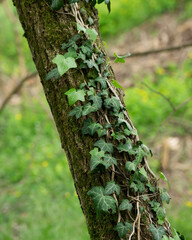 Ivy leaves on a tree, grove