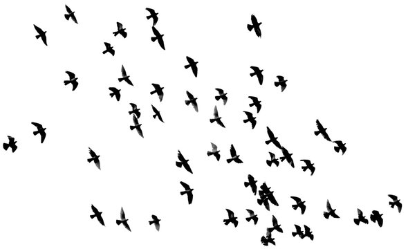 Custome flock of dove brush png for photoshop and illustrator
