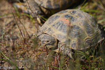 A turtle crawls through the grass in the steppe.