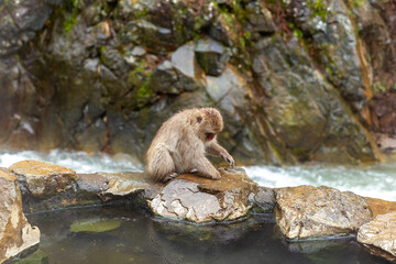 picking up food snow monkey holding seed rock wall