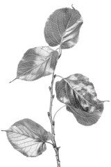 Silver twig with aspen leaves