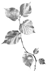 Silver twig with aspen leaves