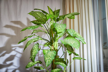 Dieffenbachia plant in a pot by the window with curtains. Interior in light colors. Background with...