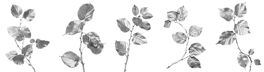 Set of silver aspen twigs with leaves